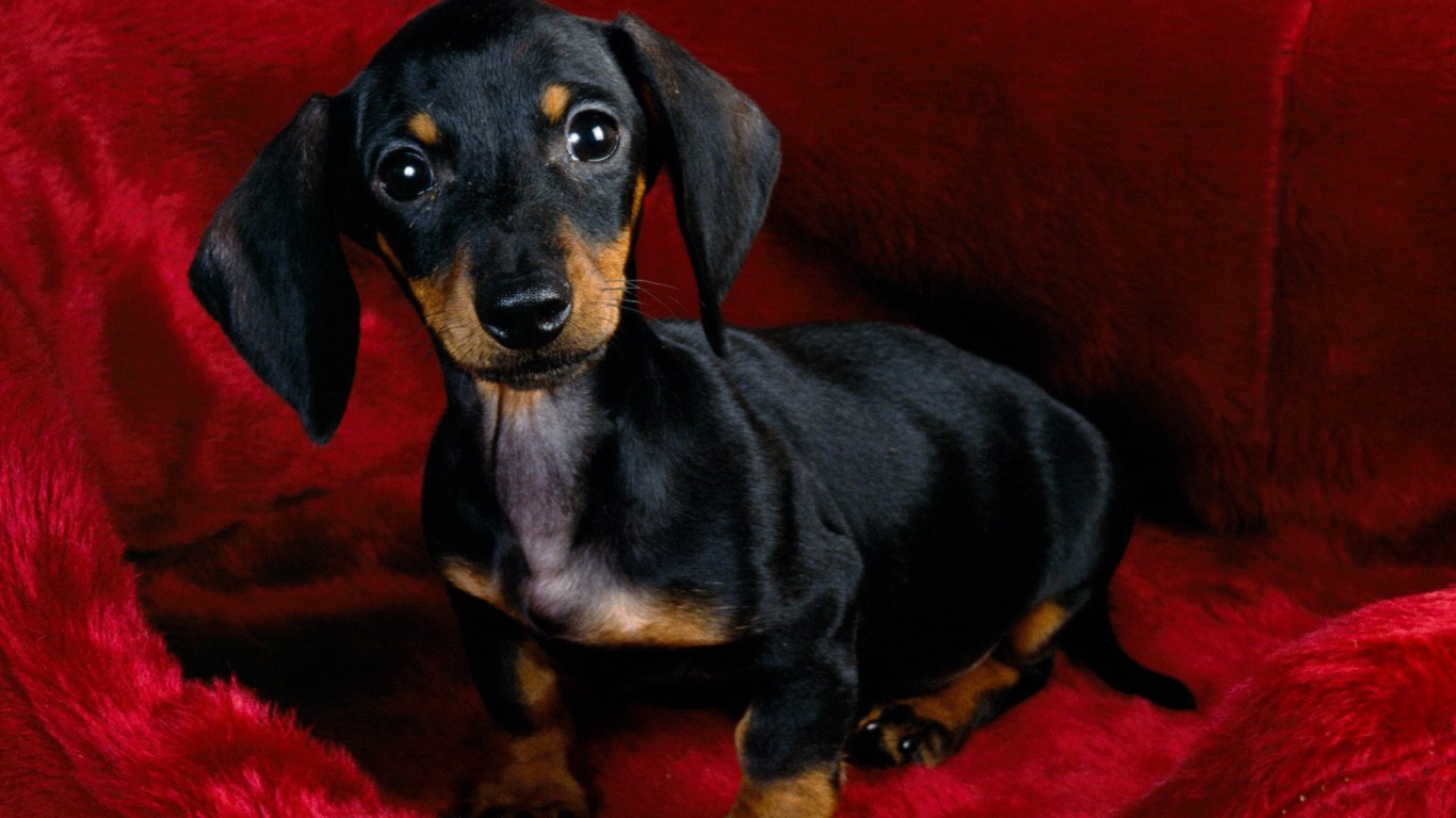 Щенок черной таксы