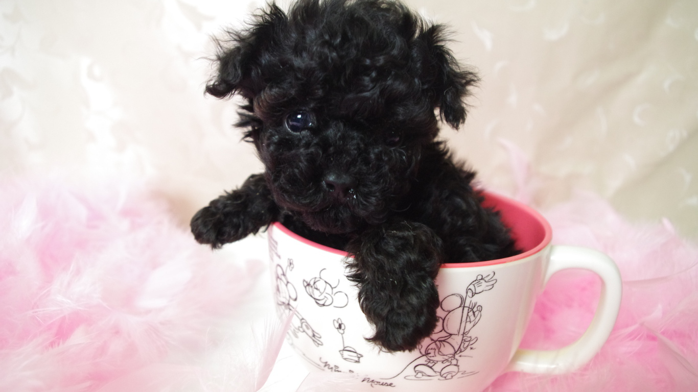Черный щенок пуделя в чашке