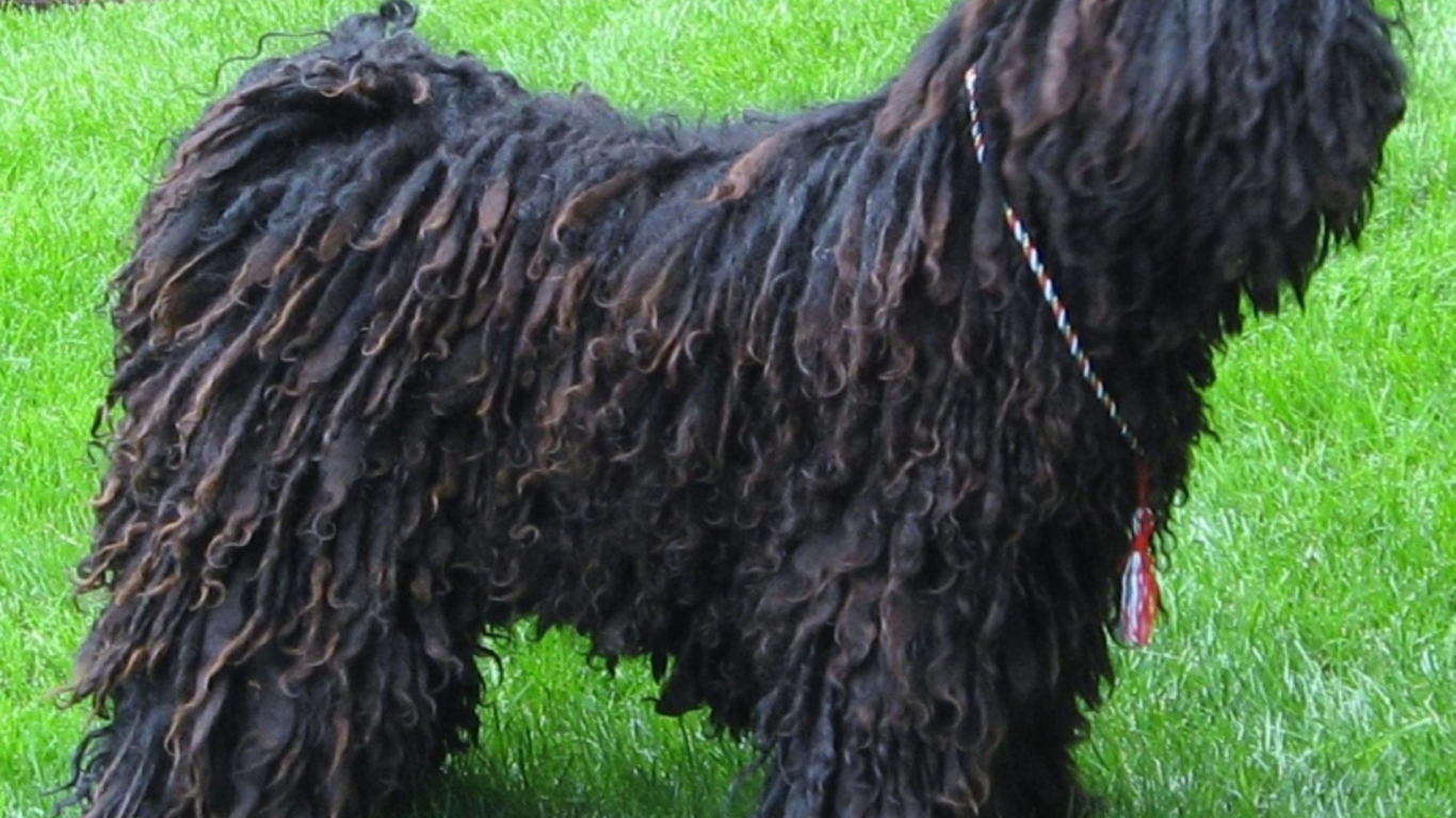 Черный лохматый комондор