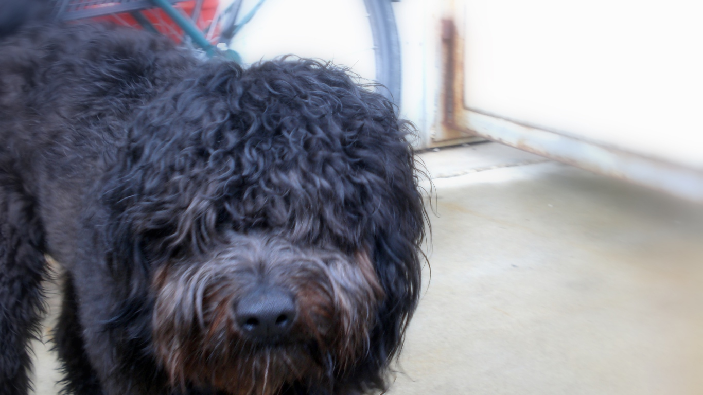 Черный лохматый барбет