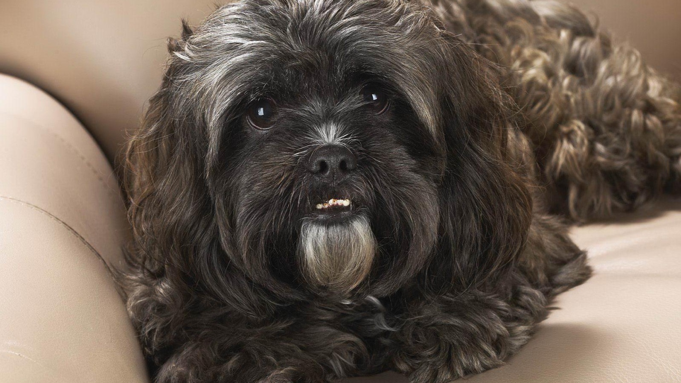 Черный шитцу на диване