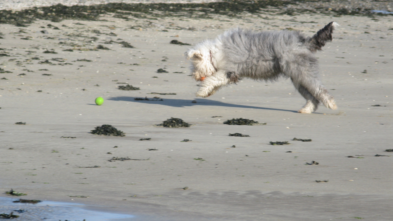 Бобтейл ловит мяч