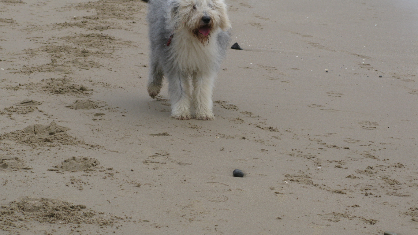 Собака бобтейл на пляже