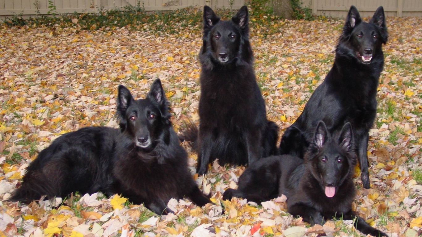 Порода собак муди