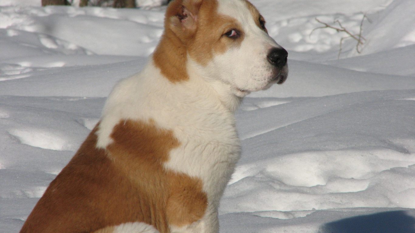 Коричневый алабай сидит на снегу