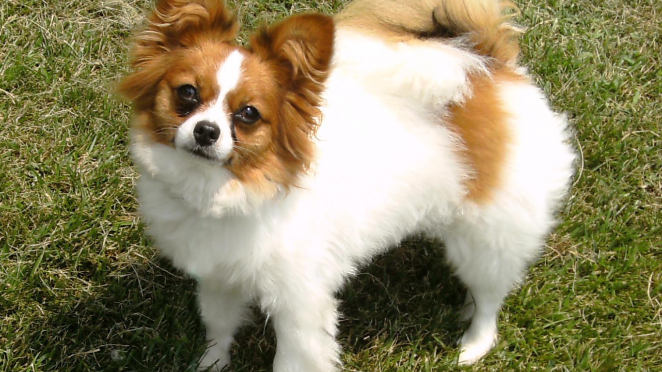 Бело коричневый папильон