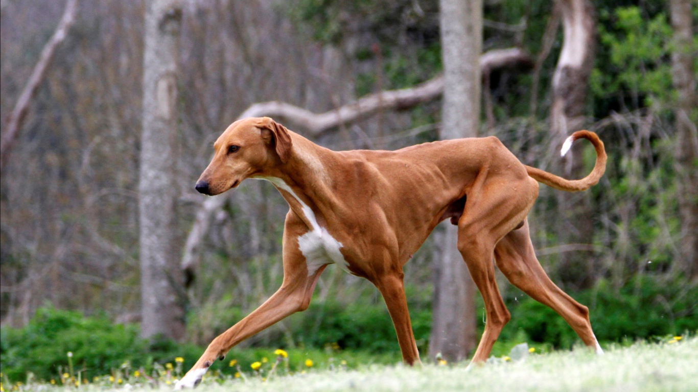 Коричневый худой азавак