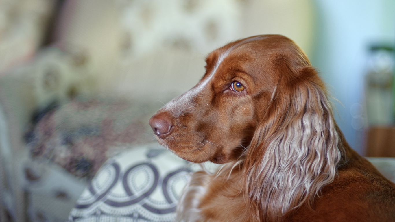 Коричневый спаниель смотрит вдаль