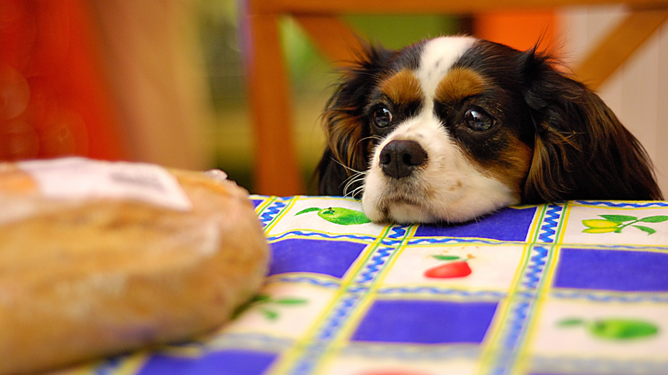 Кавалер кинг чарльз спаниель у стола