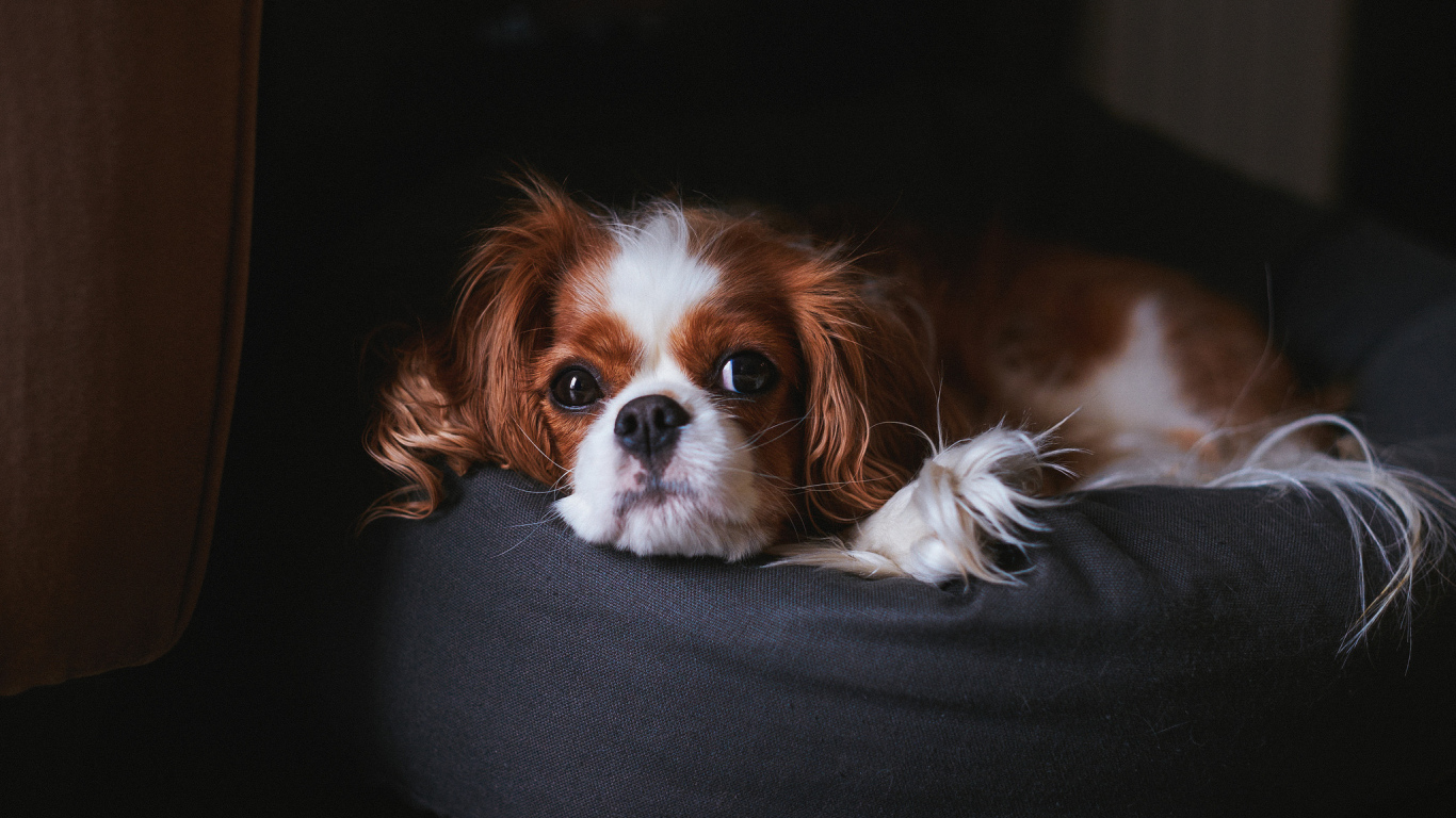 Кавалер кинг чарльз спаниель на пуфике