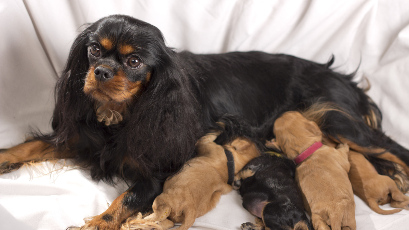 Кавалер кинг чарльз спаниель с щенками