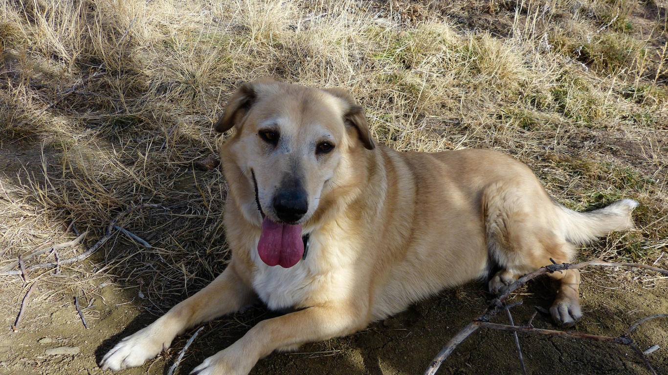 Веселая собака чинук