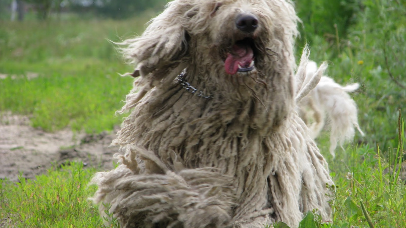 Веселый пес комондор