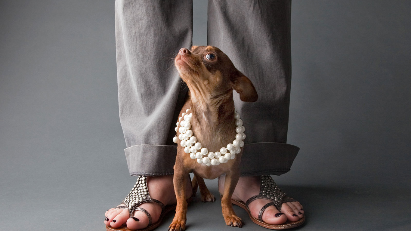 Чихуахуа у ног хозяйки