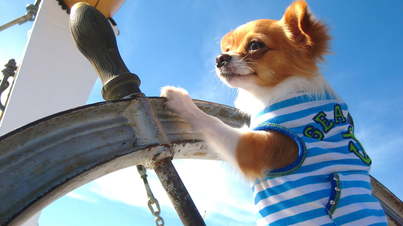 Чихуахуа капитан корабля