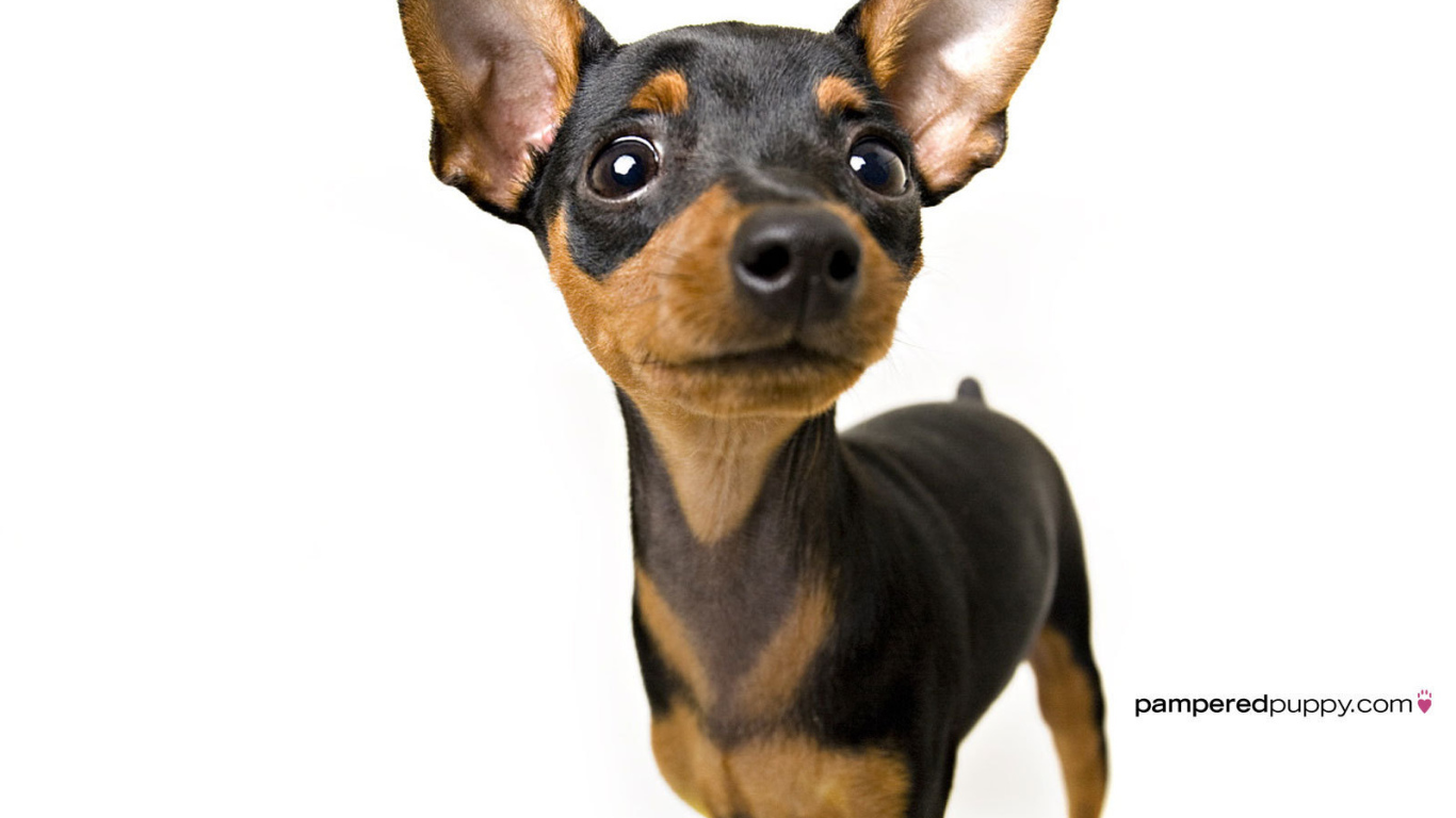 Собака чихуахуа смотрит вверх