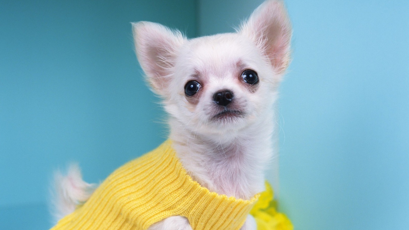Чихуахуа в желтом свитере