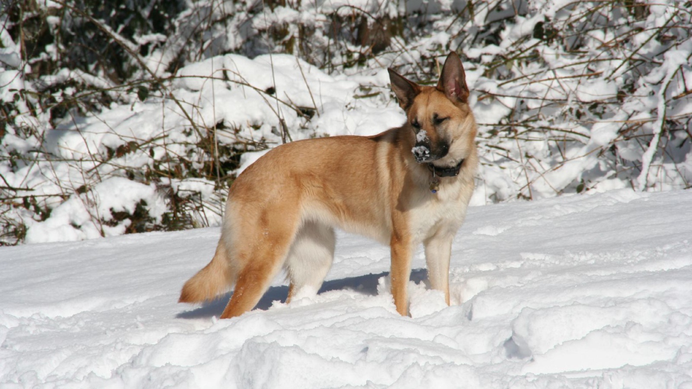 Чинук играет в снегу