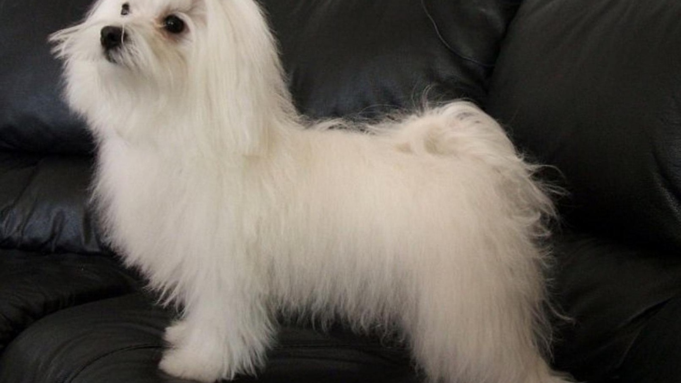 Коротко остриженная болонка