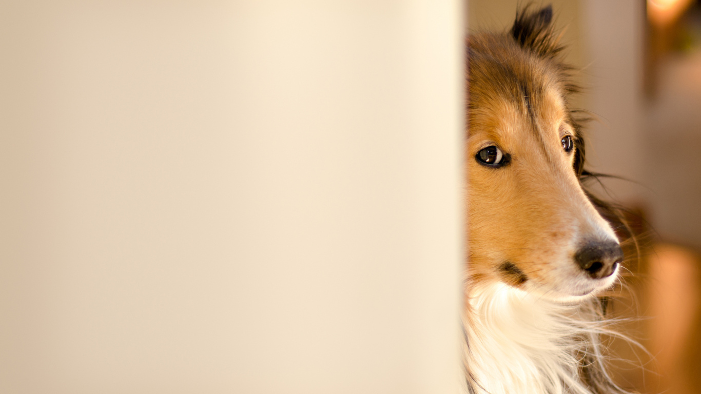 Колли выглядывает из-за стены