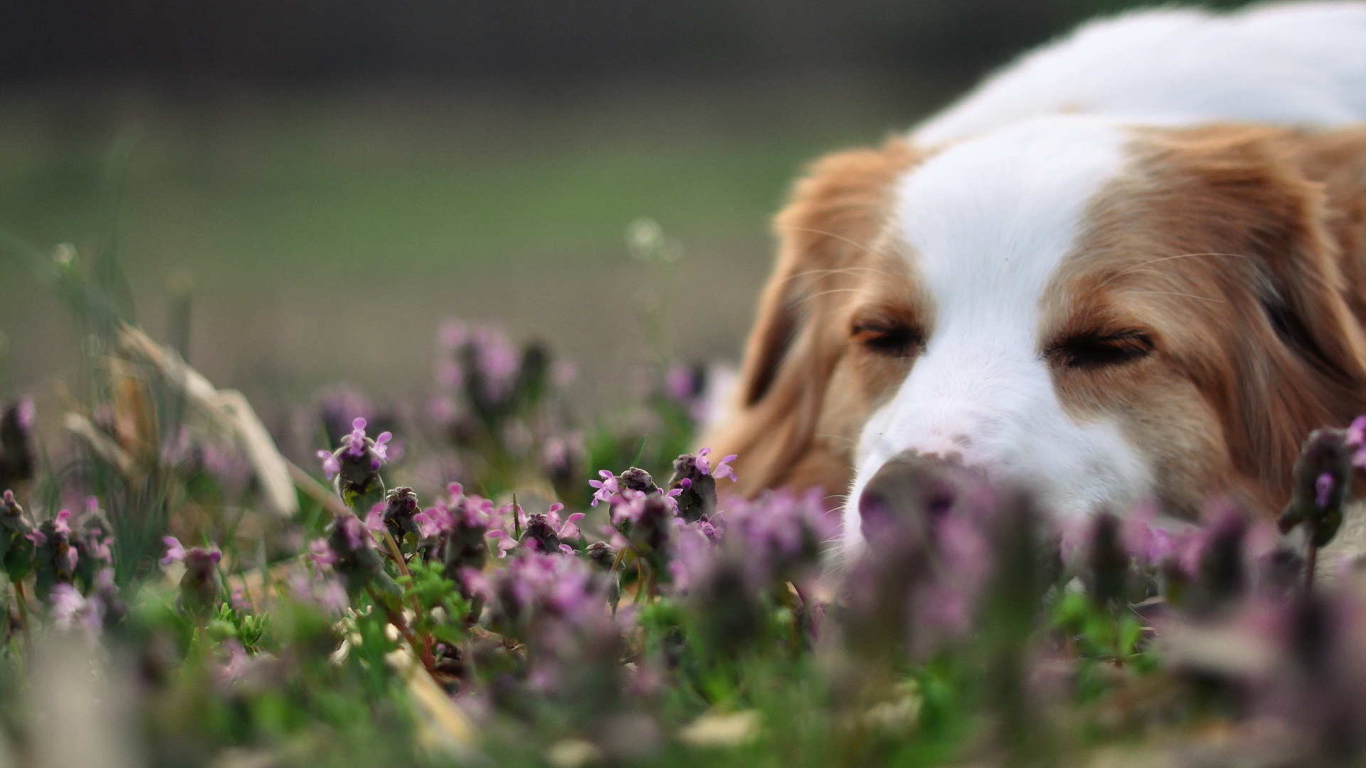 Колли спит в цветах