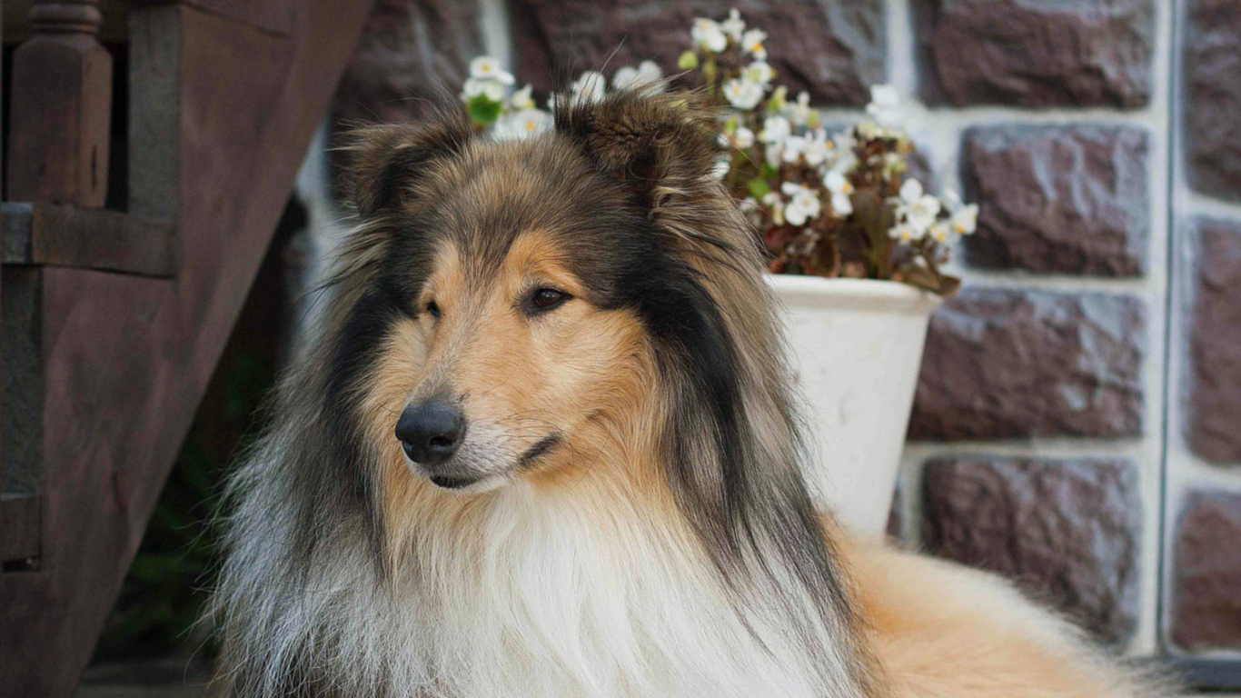 Колли с красивой прической