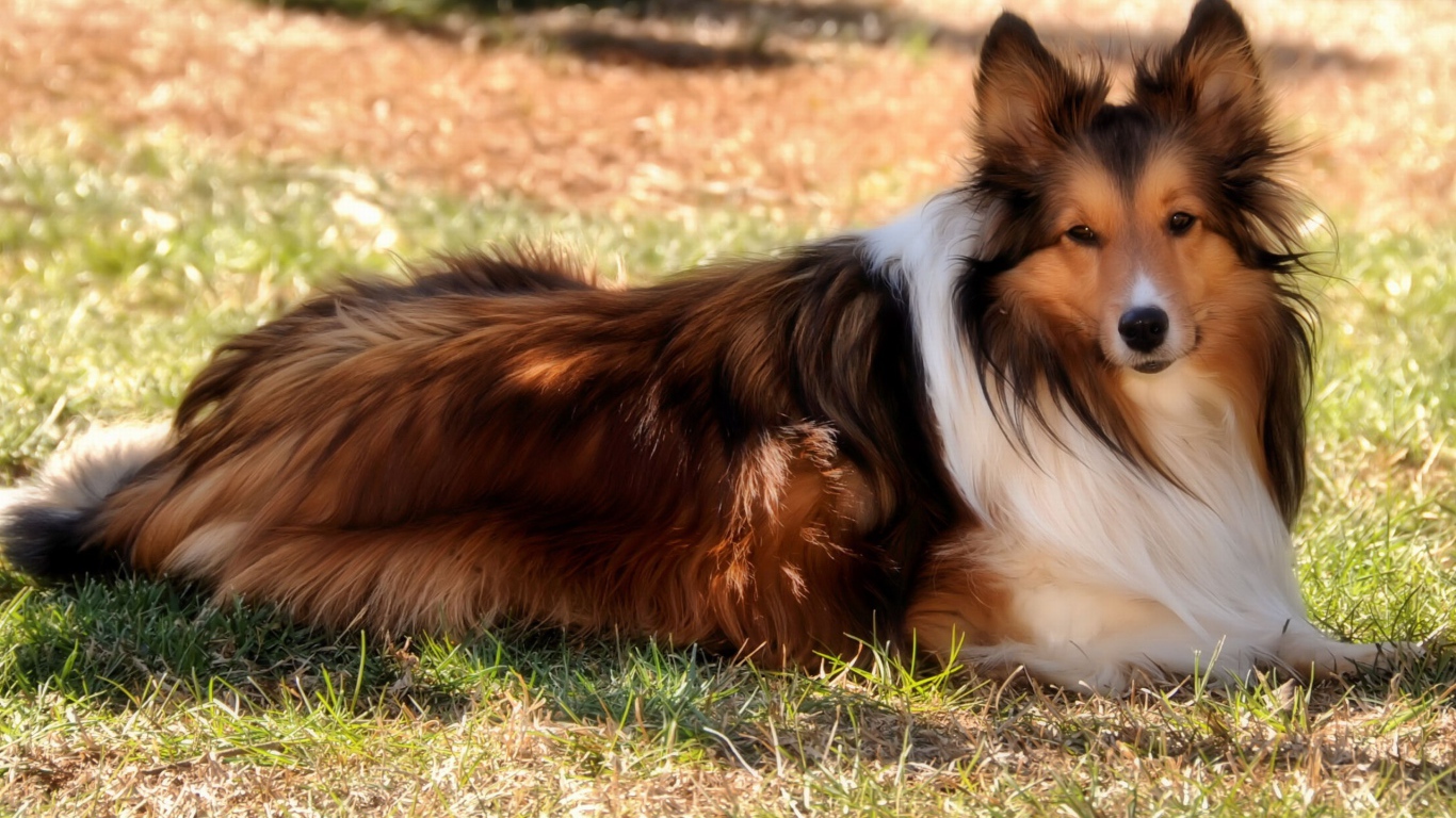 Колли на природе