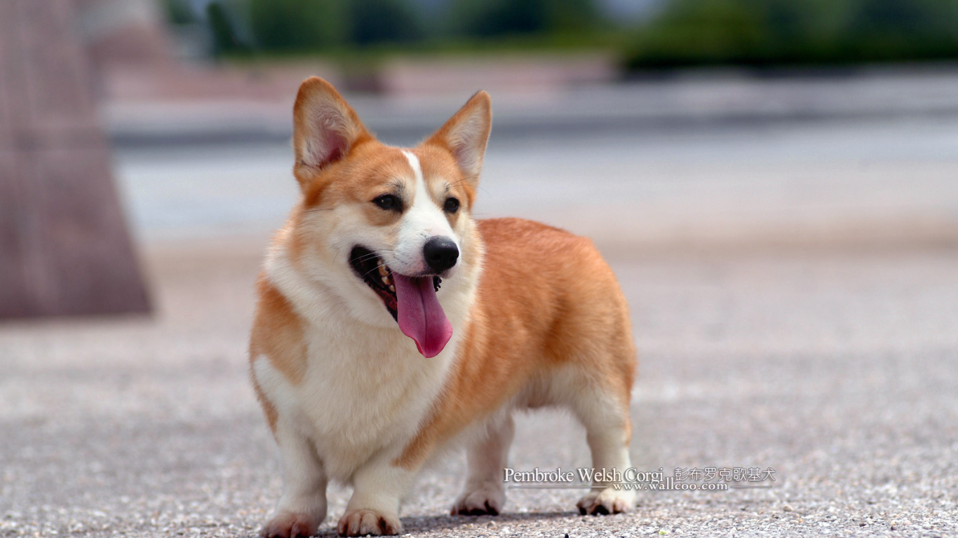 Собака вельш-корги на асфальте