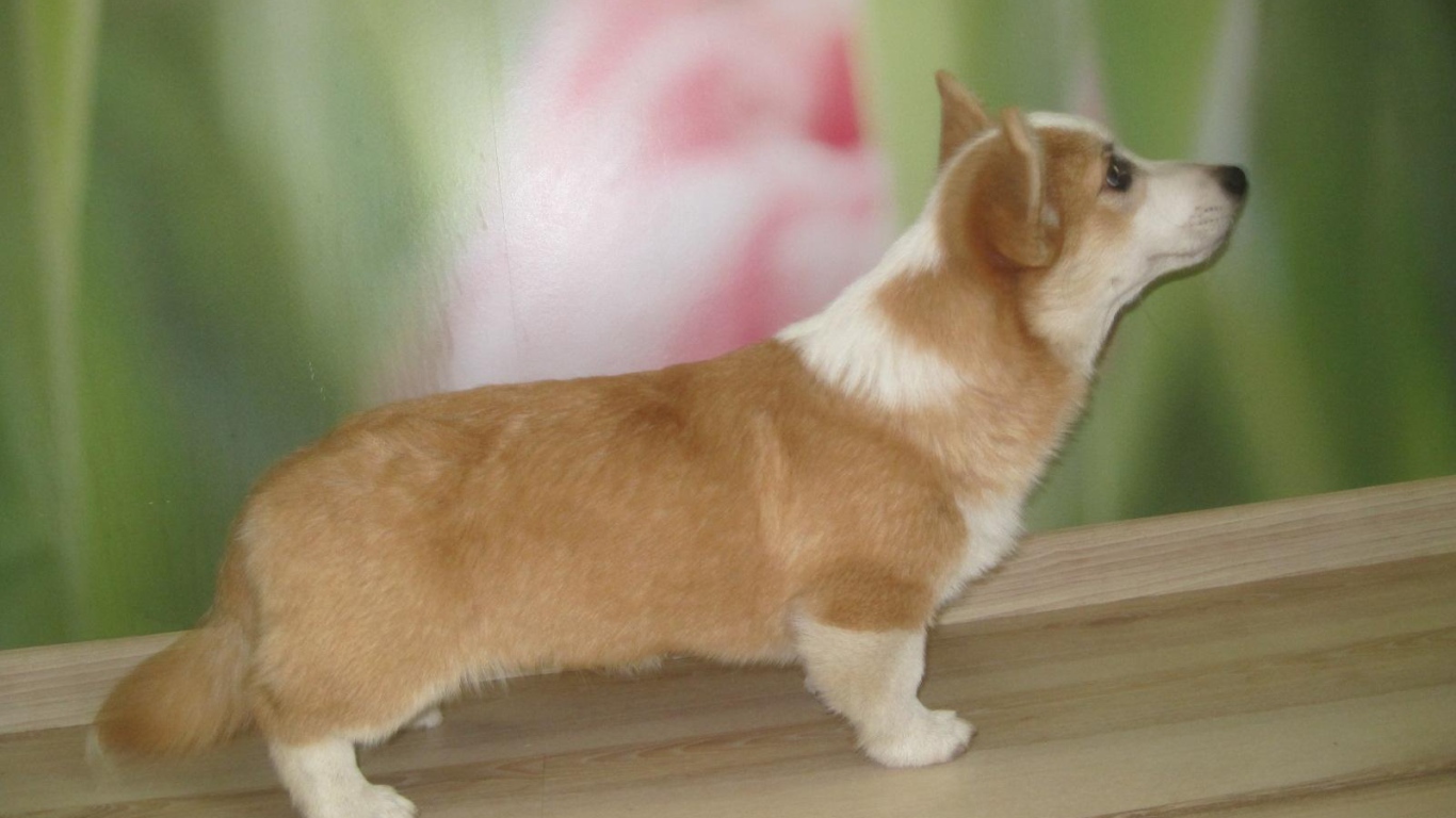 Пес вельш-корги стоит на подоконнике