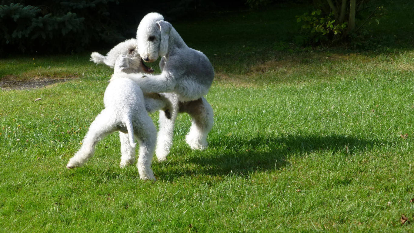 Пара собак бедлингтон терьер играют на лужайке