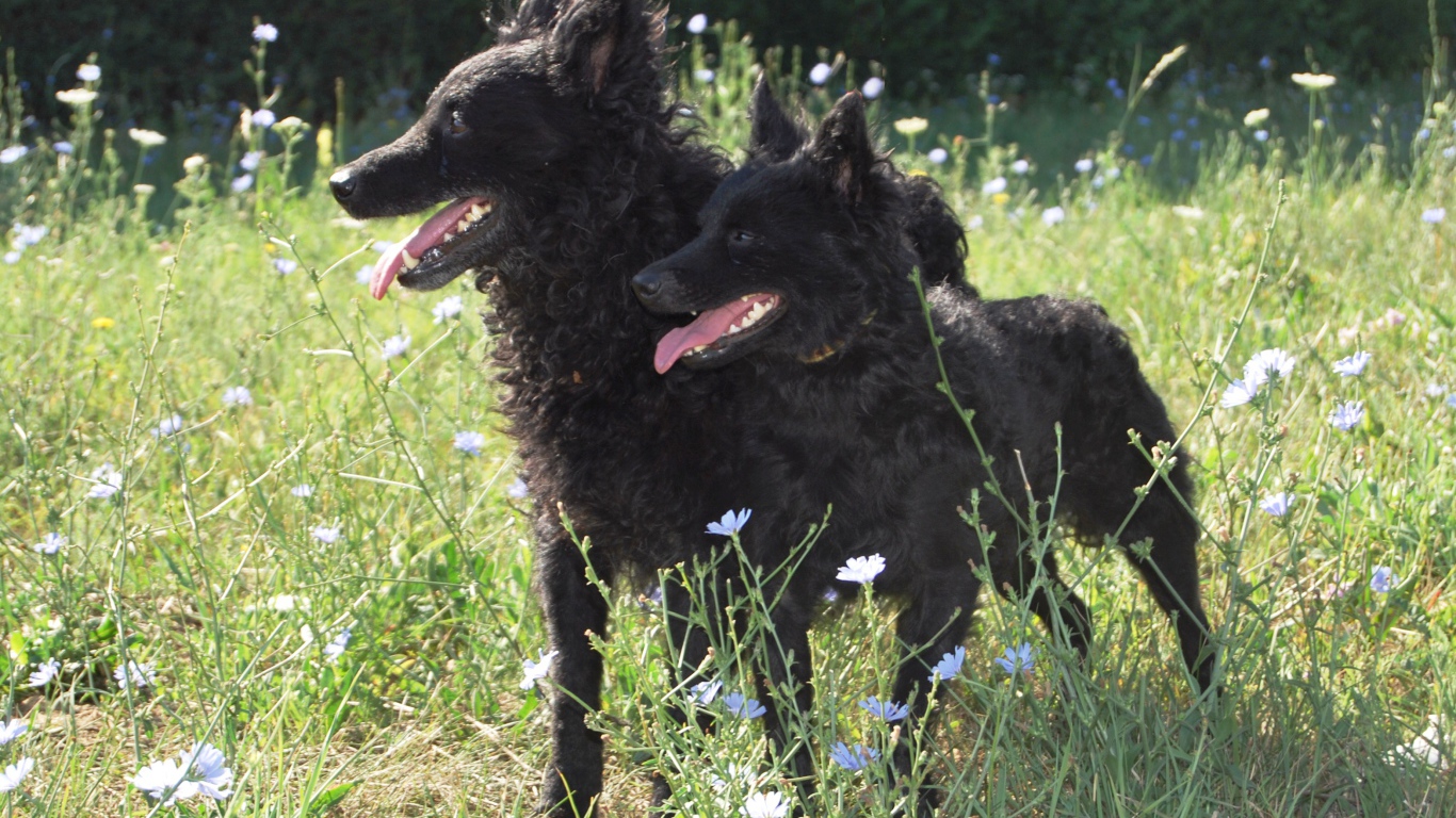 Пара собак муди