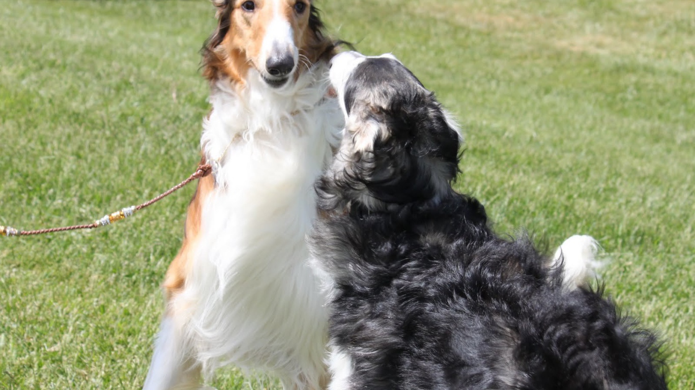 Пара борзых играет