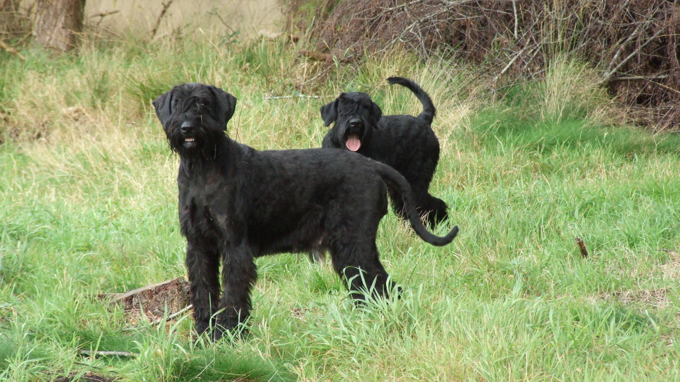 Пара шнауцеров на прогулке