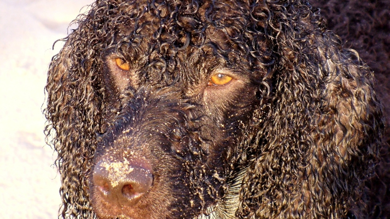 Кудряшки у ирландского водяного спаниеля