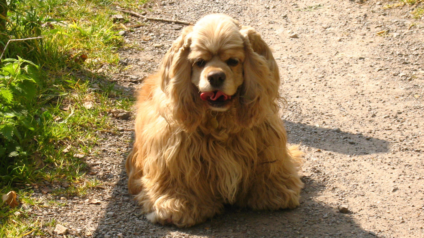 Милый американский кокер спаниель на дорожке