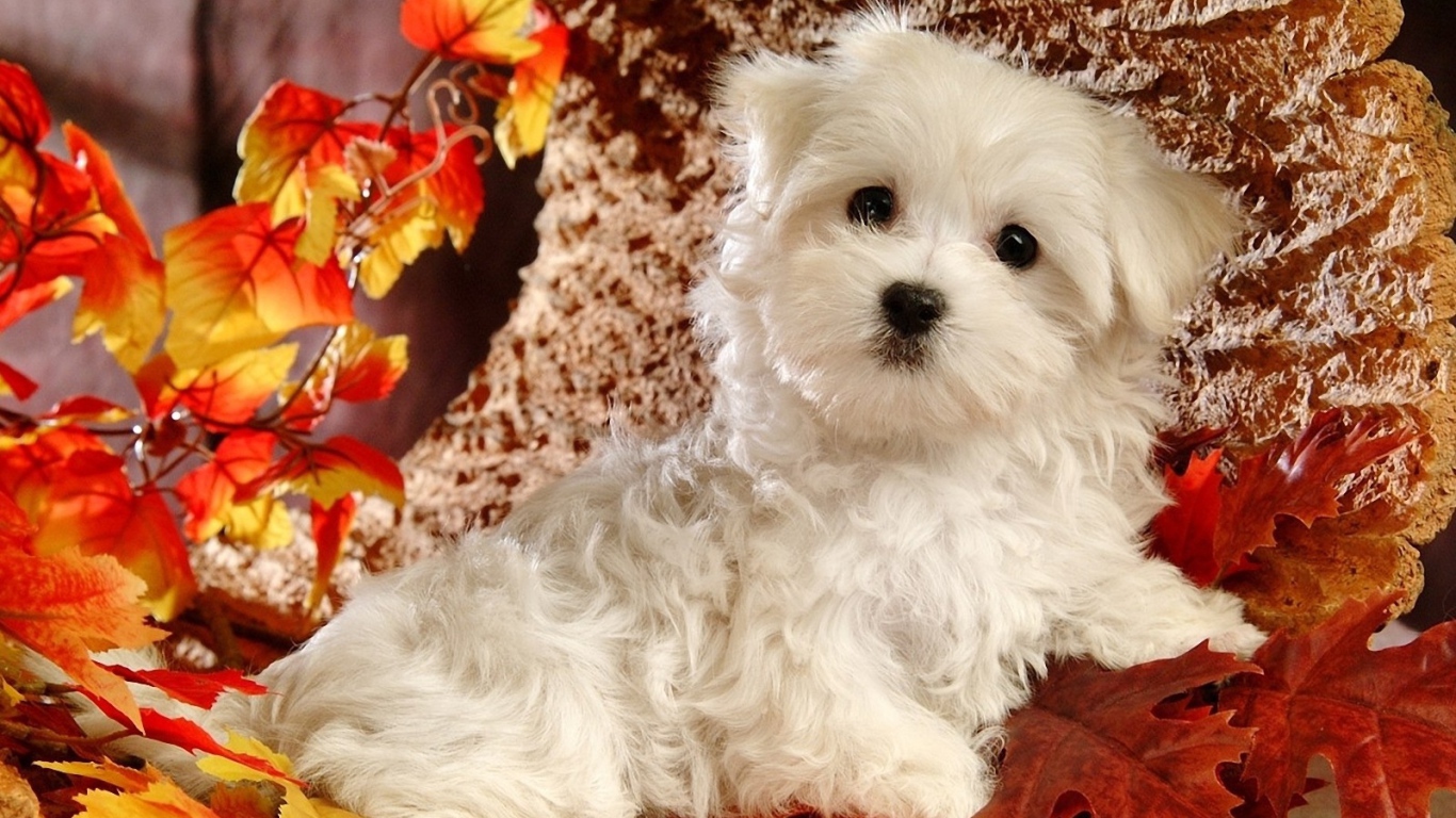 Милая болонка среди листвы