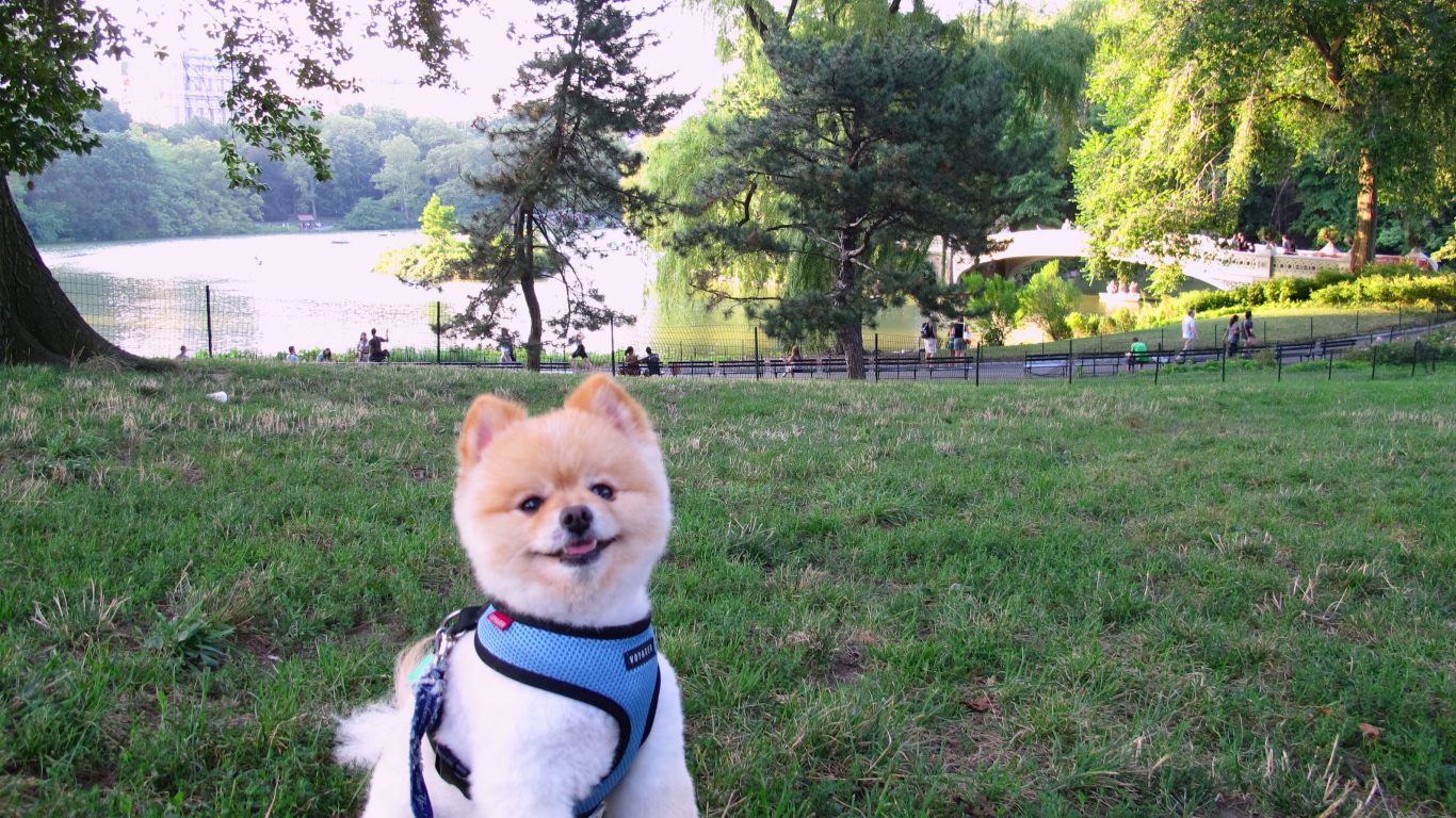 Милый шпиц у озера