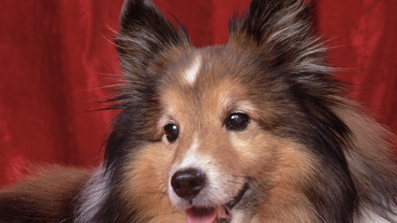 Милая собачка колли