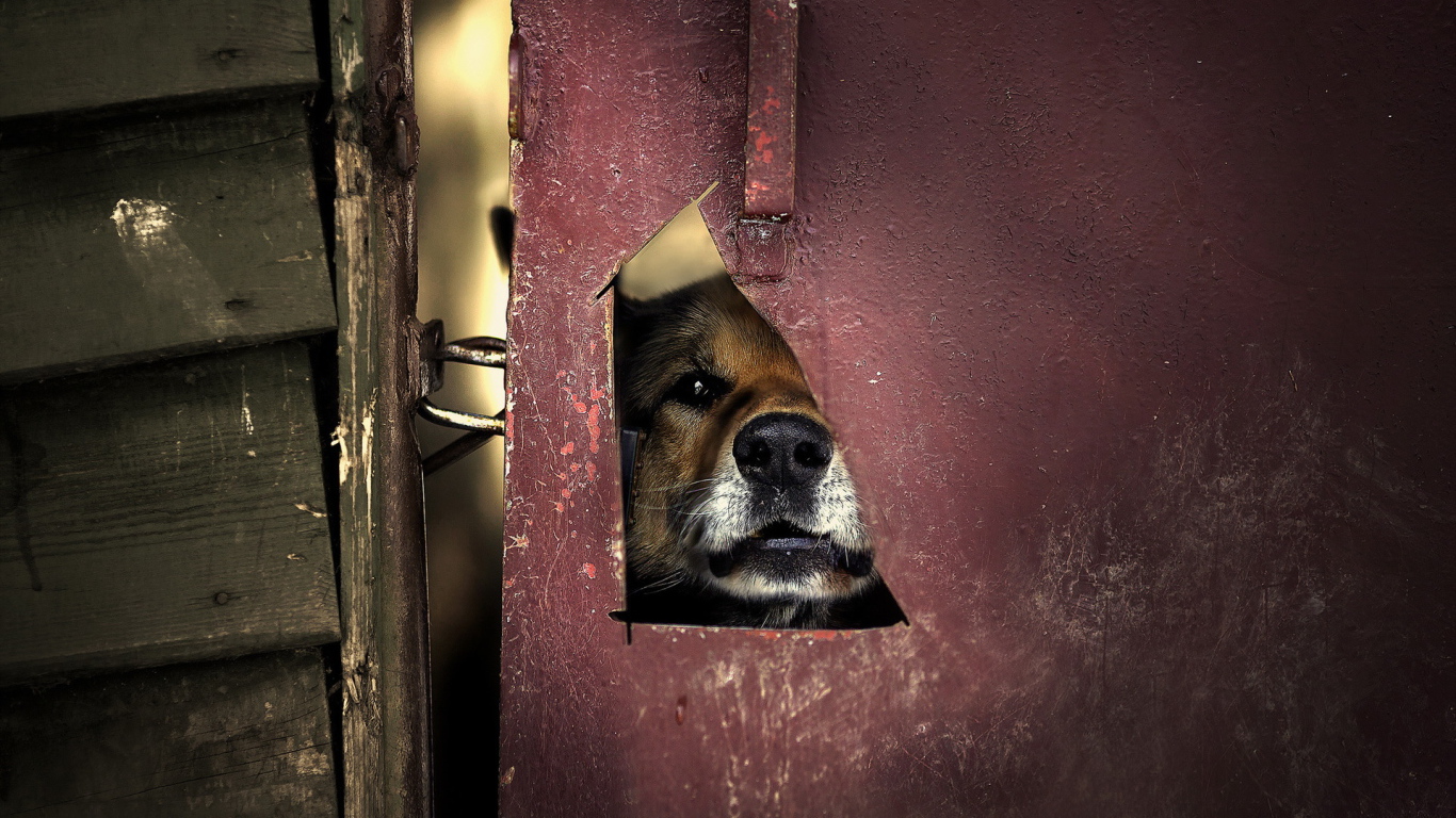 Мордашка милой собаки