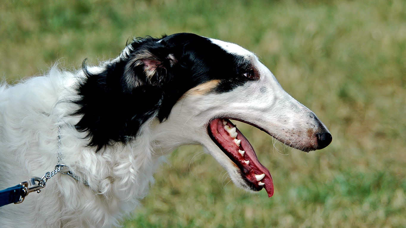 Милая борзая собака