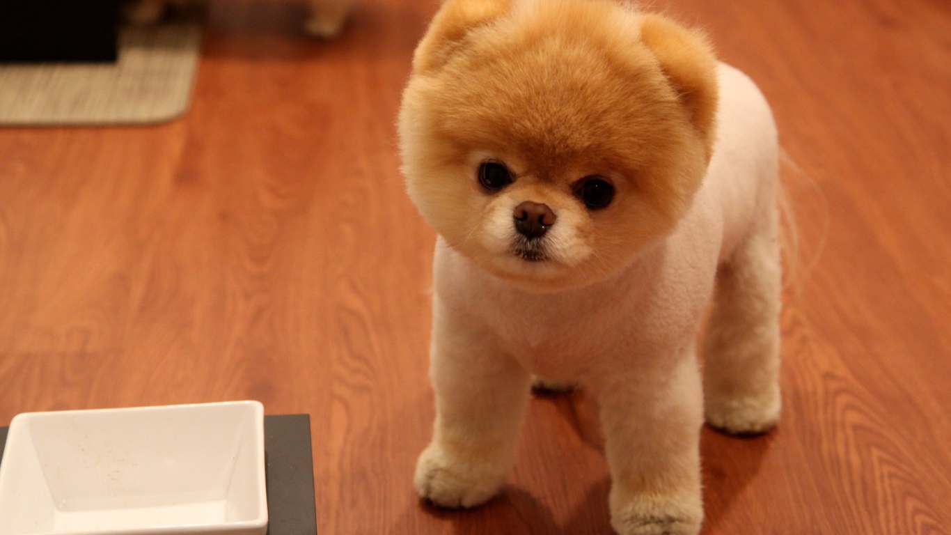 Милая собака