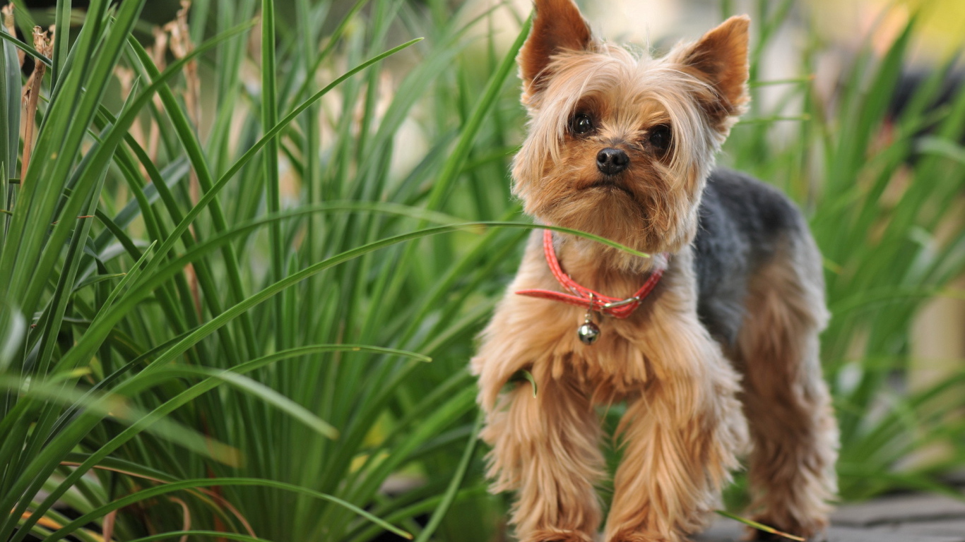 Милый лохматый песик