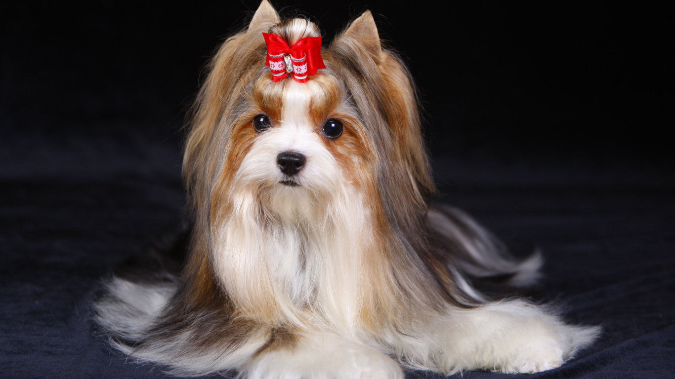 Милашка бивер йорк