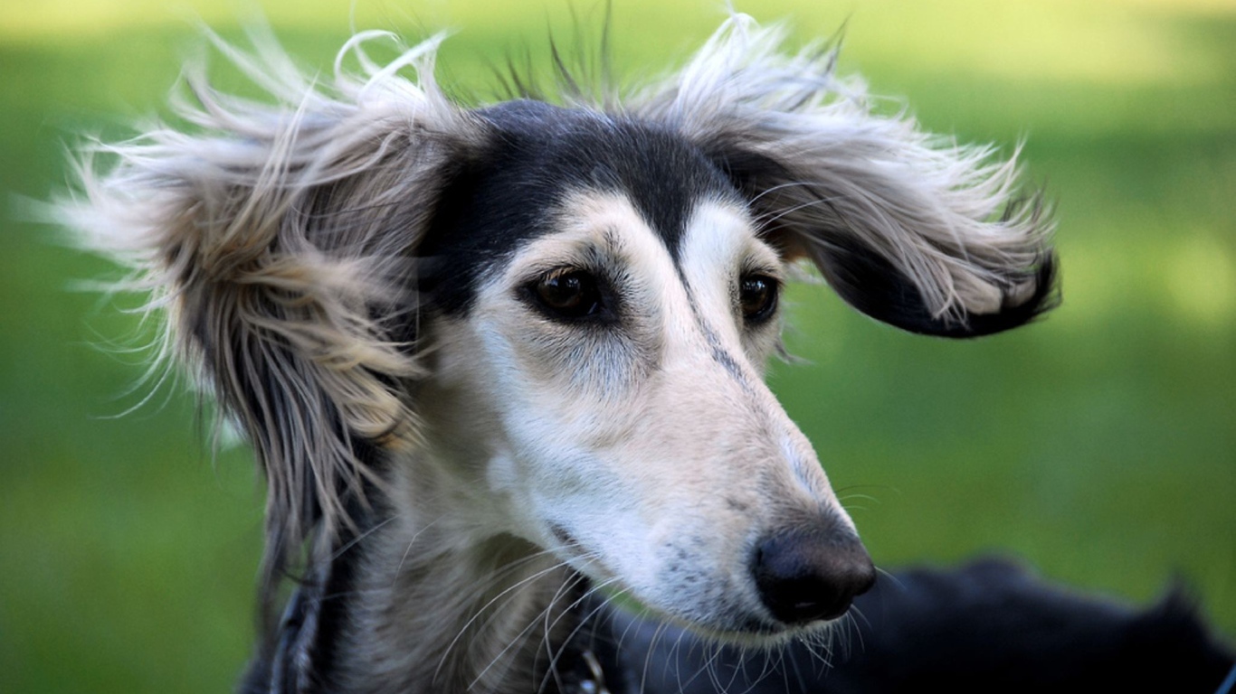 Милашка собака салюки