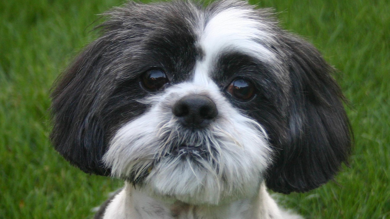 Собака милашка шитцу