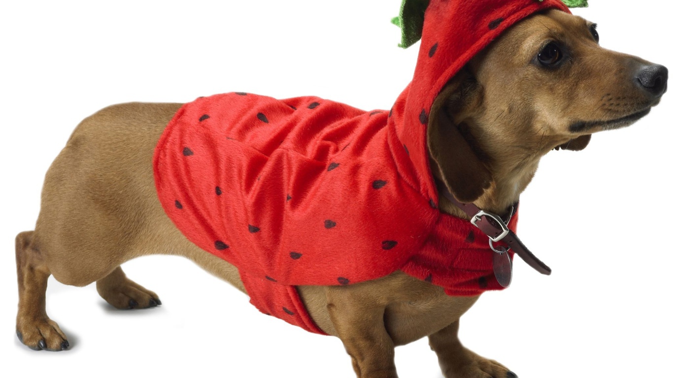 Такса в рождественском наряде