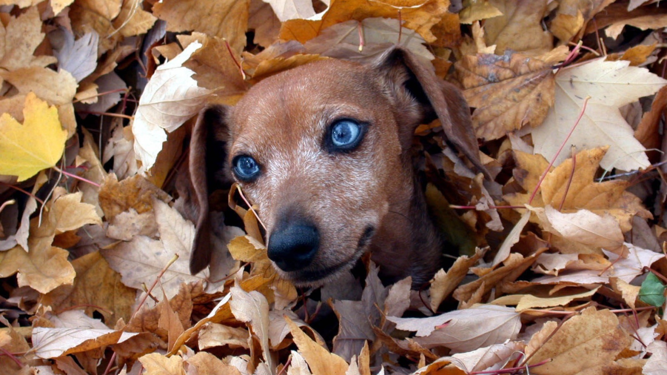 Такса в листве