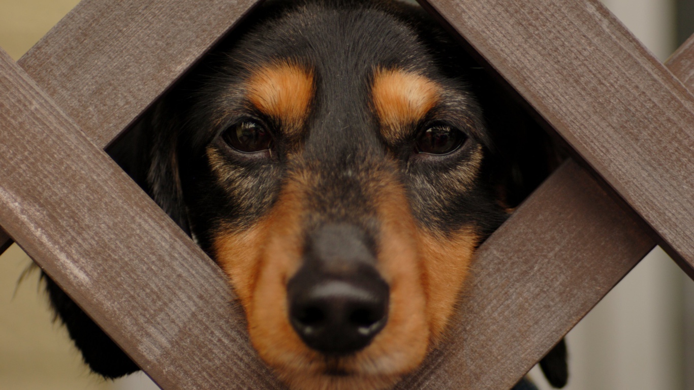 Такса смотрит сквозь прутья