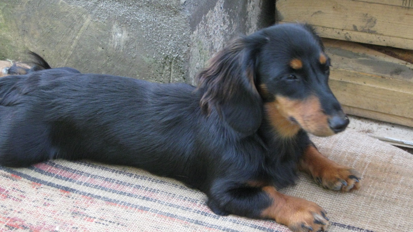 Такса лежит на подстилке