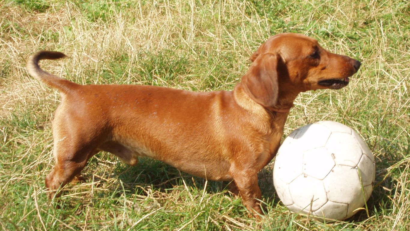 Такса играет в футбол
